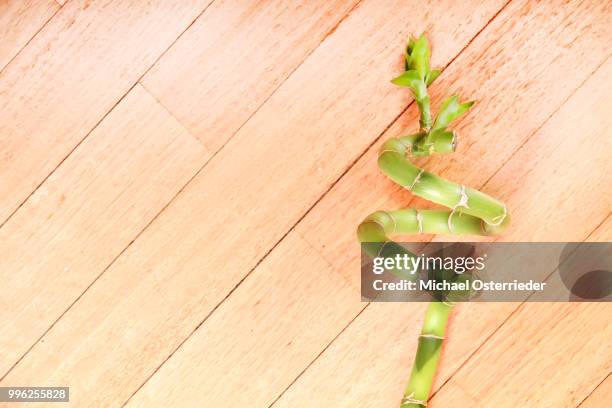 bamboo stick - hardwood tree stock pictures, royalty-free photos & images