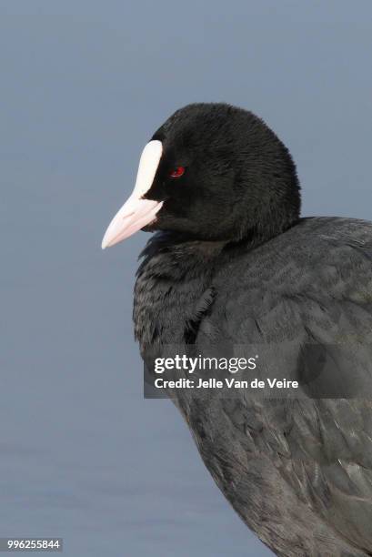 Eurasian Coot High-Res Stock Photo