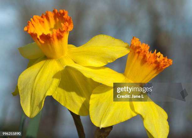 dancing pair - jane boone stock-fotos und bilder