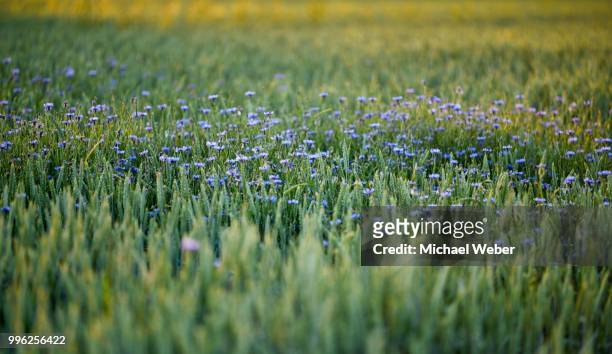 cornflowers (centaurea cyanus) in weizenfeld, germany - weizenfeld stock pictures, royalty-free photos & images