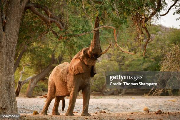 desert elephant (loxodonta africana) tears leaves and branches from a tree, huab river, namibia - desert elephant stock pictures, royalty-free photos & images