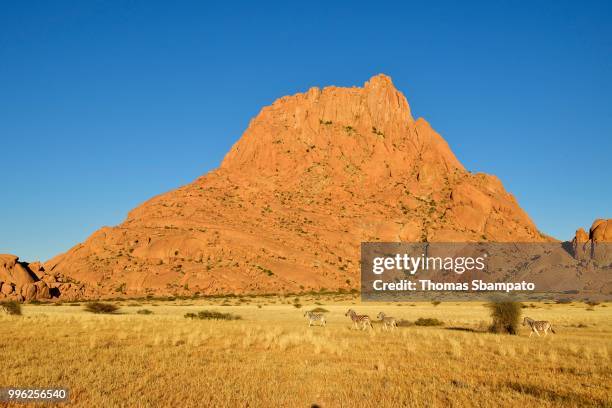 spitzkoppe in the morning with zebras grazing in front of the mountain, erongo region, damaraland, namibia - kunene region bildbanksfoton och bilder