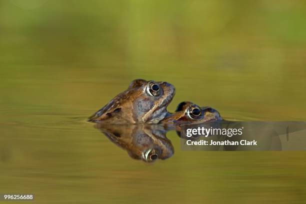 froggy-back-ride - カエルの卵 ストックフォトと画像