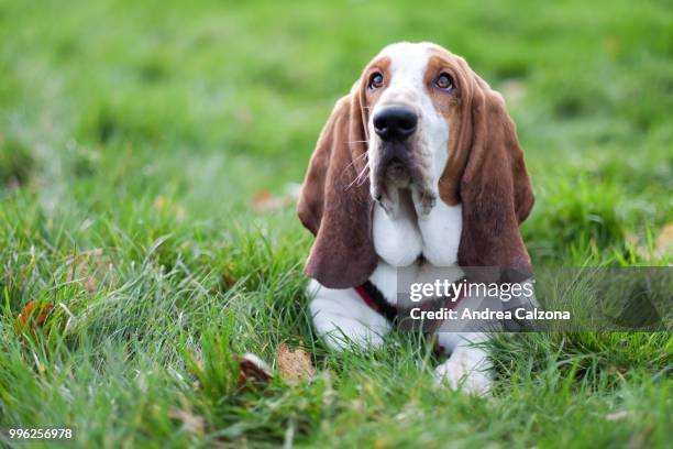 stanley - basset hound stockfoto's en -beelden