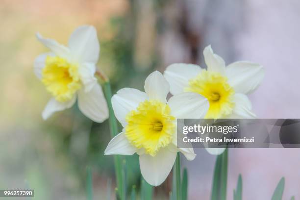 narcissus or goldmund? - petra invernizzi stock pictures, royalty-free photos & images