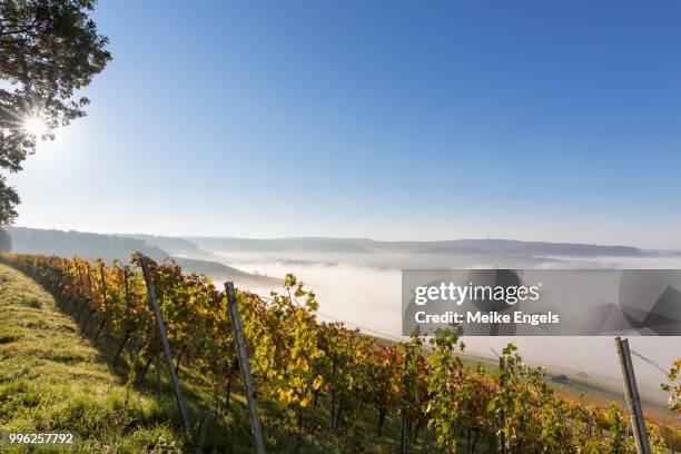 autumn morning on the wartberg, vineyards and fog over heilbronn, baden-wuerttemberg, germany - heilbronn stock-fotos und bilder