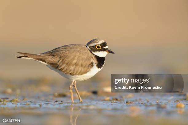 little ringed plover (charadrius dubius) in the evening light in an abandoned gravel pit, saxony-anhalt, germany - flussregenpfeifer stock-fotos und bilder