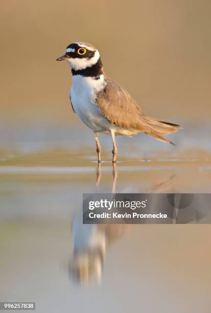 little ringed plover (charadrius dubius) in an abandoned gravel pit, saxony-anhalt, germany - little ringed plover stock pictures, royalty-free photos & images