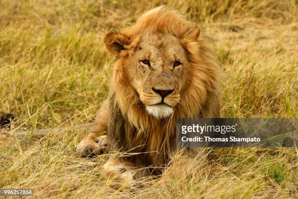 lion (panthera leo), male lying in the dry grass, moremi national park, moremi wildlife reserve, okavango delta, botswana - moremi wildlife reserve - fotografias e filmes do acervo