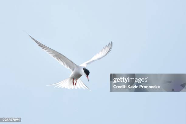 common tern (sterna hirundo) hunting in the shaking flight, biosphere reserve oberlausitzer heide und teichlandschaft, saxony, germany - アジサシ ストックフォトと画像