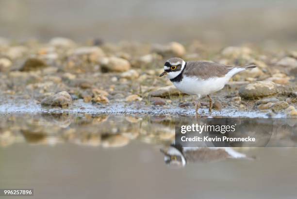 little ringed plover (charadrius dubius) in an abandoned gravel pit, saxony-anhalt, germany - flussregenpfeifer stock-fotos und bilder