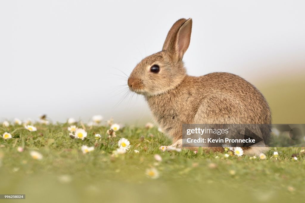Wild Rabbit In Meadow Young Wild Rabbit Sitting In A Meadow Isle Of Skye Scotland High-Res ...