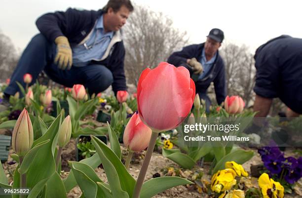 Architect of the Capitol gardening division employees from left, Steve Berryman, Tom O'Brien, and J.W. Vallandingham, plant pansies in a flower bed...