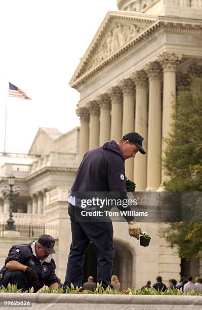 Architect of the Capitol gardening division employee Tom O'Brein, standing and J.W. Vallandingham, plant pansies in a flower bed on the Senate Side...