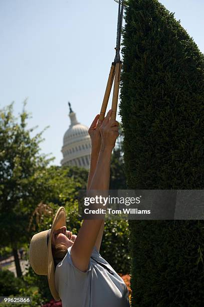 Beth Ahern, a gardener with the Architect of the Capitol, trims a Leyland Cypress tree at the U.S. Botanic Garden, July 1, 2009.