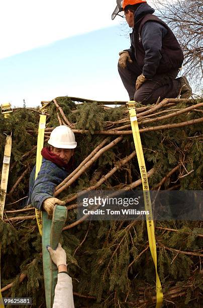 The Capitol Holiday Tree for 2003 is unloaded to the West Front of the Capitol, Monday, by Architect of the Capitol employees Merle Moser, left, and...