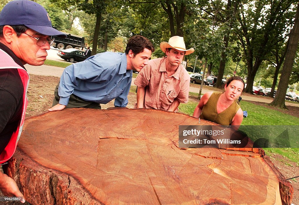 440 year old tree stump