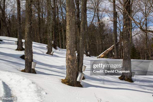 maple forest with maple sap buckets on trees, eastern townships, vale perkins, quebec, canada - refinería de azúcar fotografías e imágenes de stock