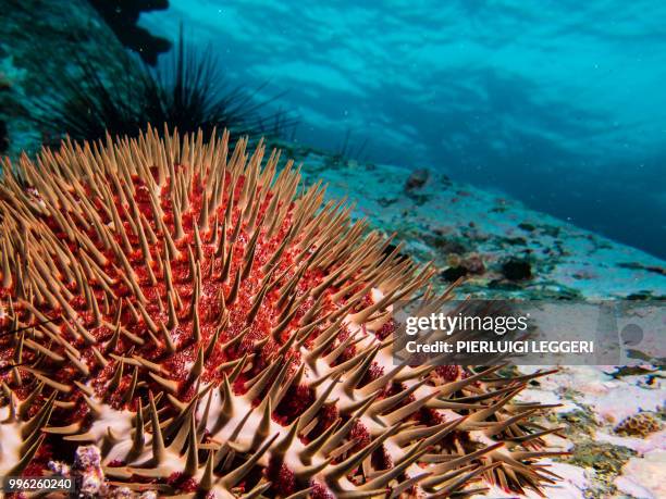crown of thorns starfish - acanthaster planci stock-fotos und bilder