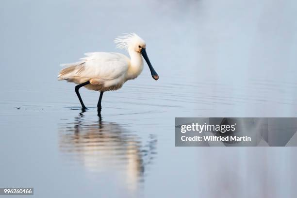 common spoonbill (platalea leucorodia), passes through water, texel, west frisian islands, province of north holland, netherlands - waddeneilanden stockfoto's en -beelden