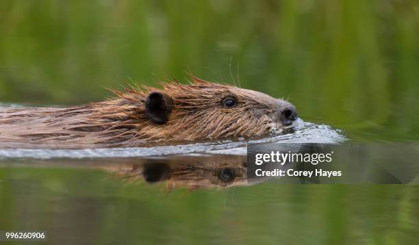 beaver - beaver stockfoto's en -beelden