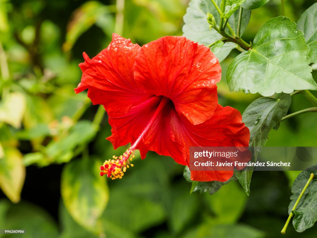 A red hibiscus flower. Hibiscus rosa-sinensis.