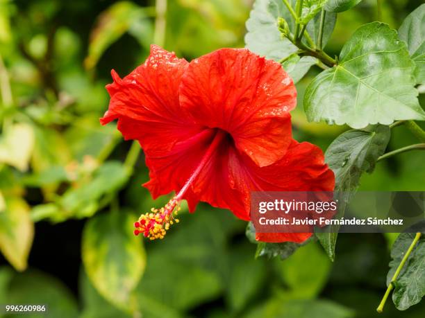 a red hibiscus flower. hibiscus rosa-sinensis. - kaasjeskruidfamilie stockfoto's en -beelden