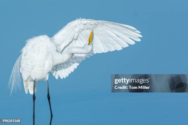 got it - snowy egret stock pictures, royalty-free photos & images