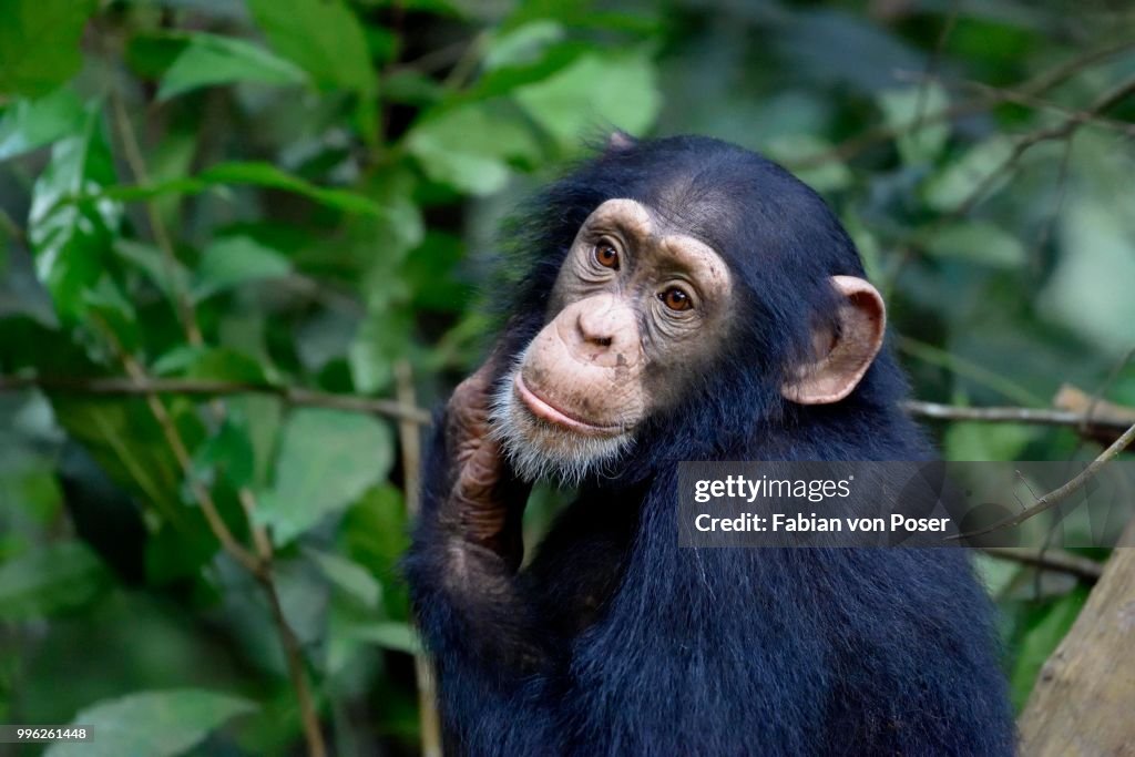 West African chimpanzee (Pan troglodytes verus) in the rainforest, young animal, animal portrait, Bossou, Nzerekore region, Republic of Guinea, West Africa