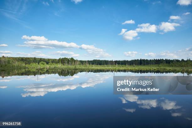 view over the regenmoor marshland and neckar origin schwenninger moos, villingen-schwenningen, schwarzwald-baarkreis, baden-wuerttemberg, germany - moos imagens e fotografias de stock