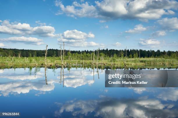 view over the regenmoor marshland and neckar origin schwenninger moos, villingen-schwenningen, schwarzwald-baarkreis, baden-wuerttemberg, germany - moos - fotografias e filmes do acervo