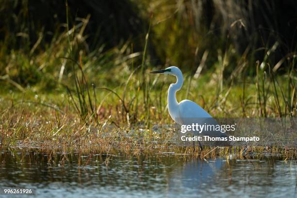 little egret (egretta garzetta) stands in the water, okavango delta, botswana - little egret (egretta garzetta) stock pictures, royalty-free photos & images