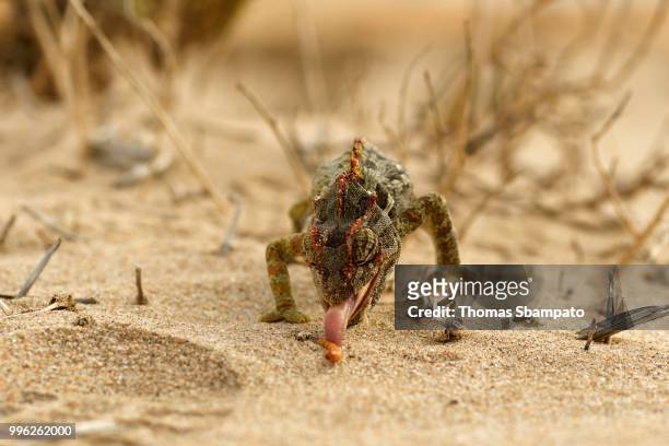 namaqua chameleon (chamaeleo namaquensis), feeding, namib desert near swakopmund, namibia - chameleon tongue stock pictures, royalty-free photos & images