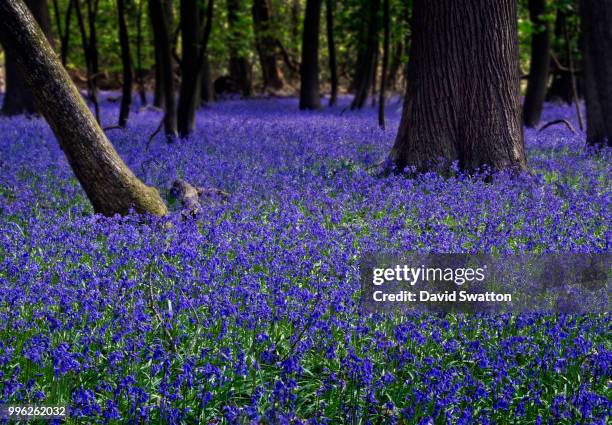 Bluebell Carpet Photos and Premium High Res Pictures - Getty Images
