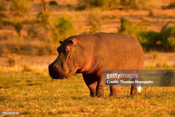 hippo (hippopotamus amphibius) in the evening sun, chobe national park, botswana - chobe national park bildbanksfoton och bilder