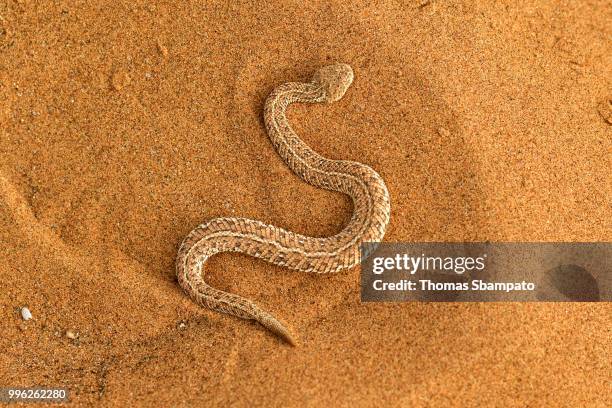 142 Namibian Snakes Stock Photos, High-Res Pictures, and Images - Getty ...
