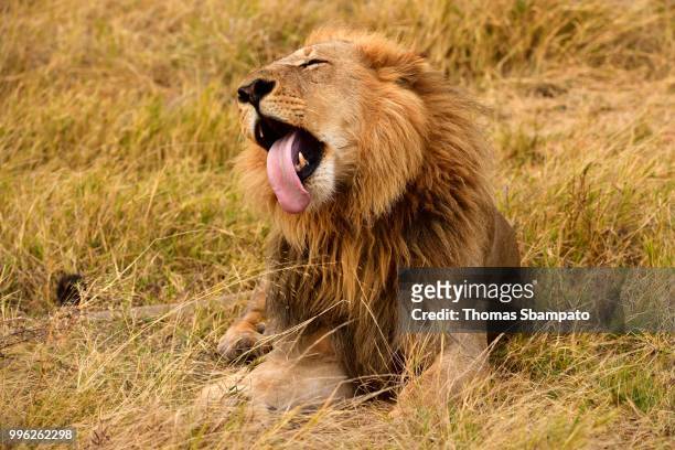 lion (panthera leo), male lying in the dry grass, moremi national park, moremi wildlife reserve, okavango delta, botswana - moremi wildlife reserve - fotografias e filmes do acervo