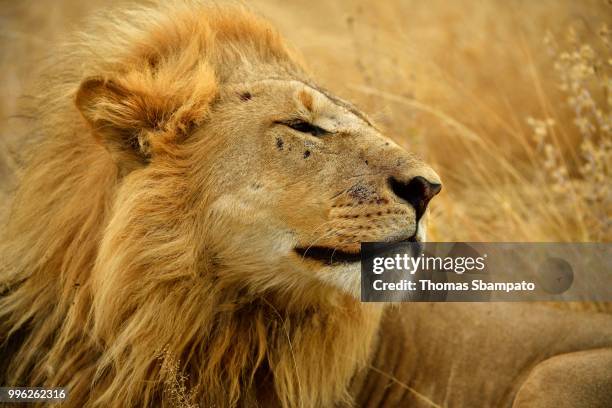 lion (panthera leo), male, animal portrait, moremi national park, moremi wildlife reserve, okavango delta, botswana - moremi wildlife reserve - fotografias e filmes do acervo