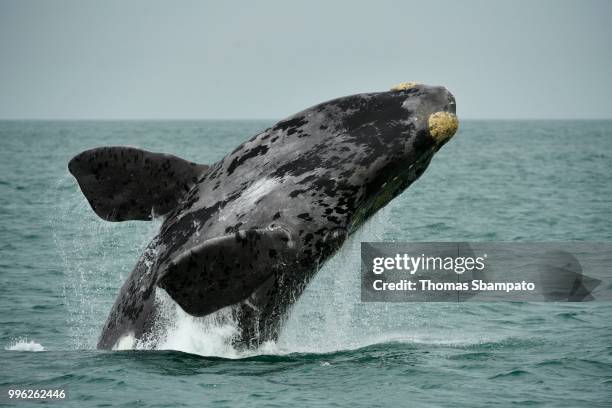 southern right whale (eubalaena glacialis), breaching, jumps out of the water, luederitz, atlantic, namibia - southern right whale stock pictures, royalty-free photos & images