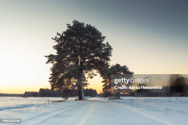 road under the pine trees - heinovirta stockfoto's en -beelden