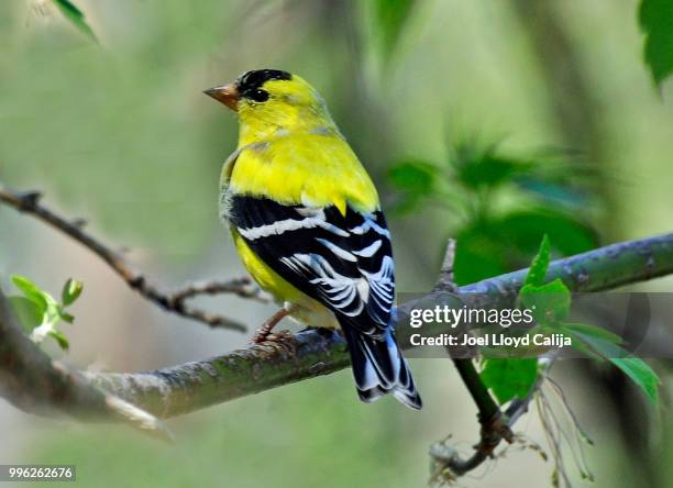 yellow bird - american goldfinch - fotografias e filmes do acervo