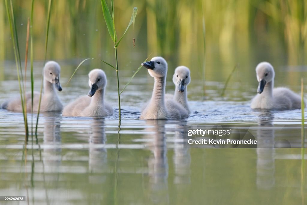 Young Mute swans (Cygnus olor) on a pond in the biosphere reserve Oberlausitzer Heide, and pond landscape, Oberlausitz, Germany