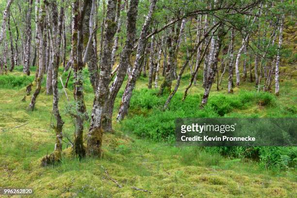 birch forest near oban, scotland, great britain - oban scotland stock pictures, royalty-free photos & images