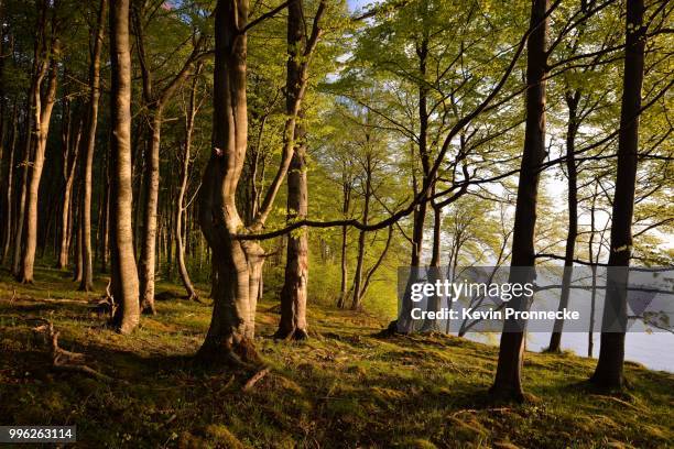 common beeches (fagus sylvatica) with may green grow on the high bank, jasmund national park, ruegen, mecklenburg-western pomerania, germany - green park stock pictures, royalty-free photos & images