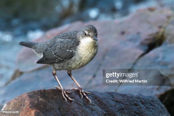 white-throated dipper (cinclus cinclus), young bird, sitting on stone, hesse, germany - cinclus cinclus stock pictures, royalty-free photos & images