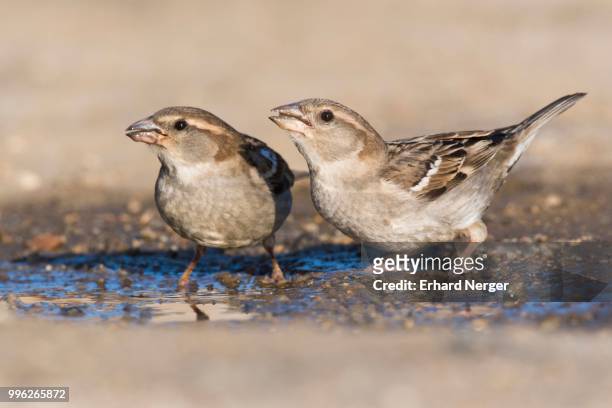 house sparrows (passer domesticus), female, drinking, sartene, corsica, france - corse du sud stockfoto's en -beelden