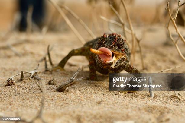 namaqua chameleon (chamaeleo namaquensis), feeding, namib desert near swakopmund, namibia - chameleon tongue ストックフォトと画像