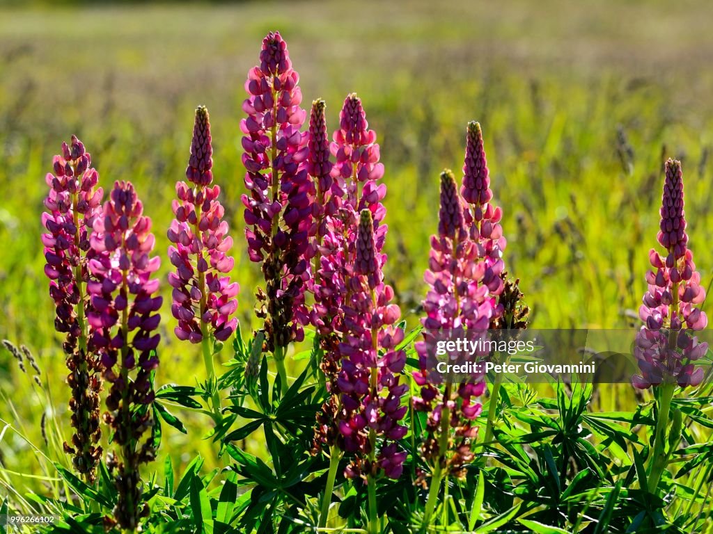 Pink flowering Lupins (Lupinus), Torres del Paine National Park, Province of Ultima Esperanza, Chile