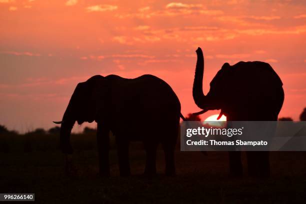 two elephants (loxodonta africana), silhouettes during sunset, chobe national park, botswana - chobe nationalpark stock-fotos und bilder
