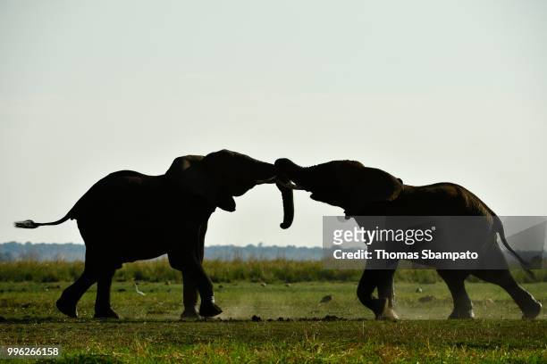 two elephants (loxodonta africana) fighting, silhouettes, chobe national park, botswana - chobe national park bildbanksfoton och bilder